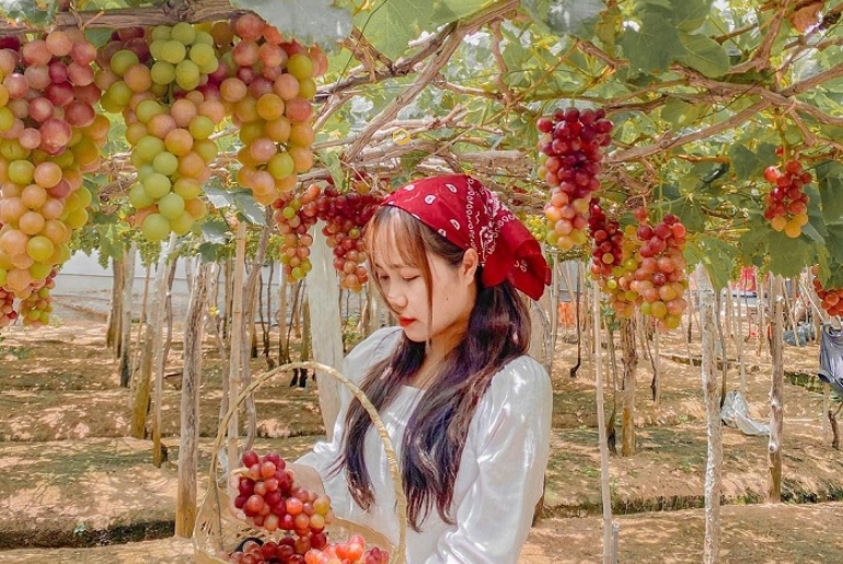 Discover Phan Rang Grape Garden – Ninh Thuan