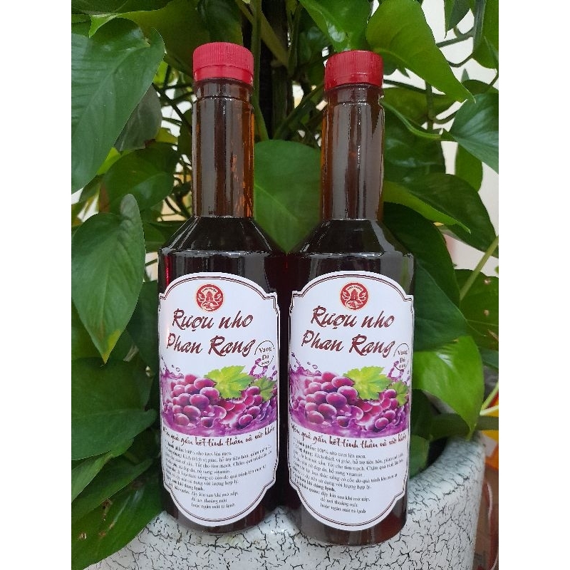 Discover Phan Rang Grape Garden – Ninh Thuan