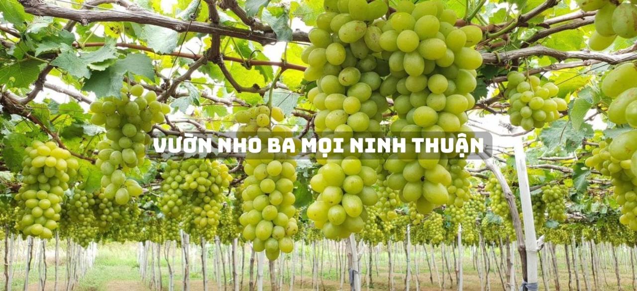 Discover Phan Rang Grape Garden – Ninh Thuan