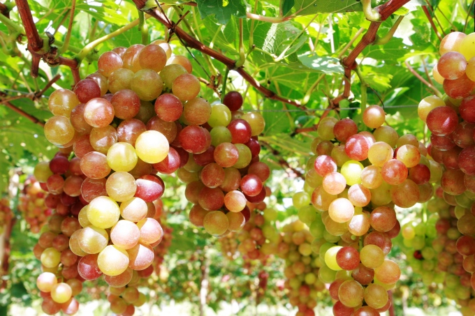 Discover Phan Rang Grape Garden – Ninh Thuan