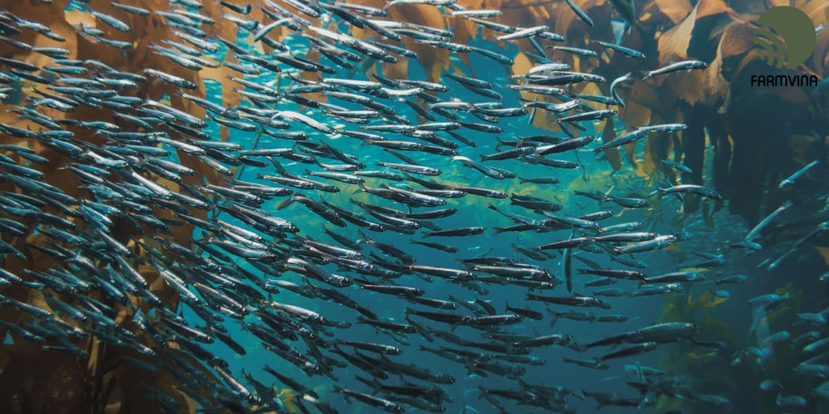 Phan Thiet Herring Spring Rolls – A Hidden Street Food Gem to Discover - METO Travel & Event